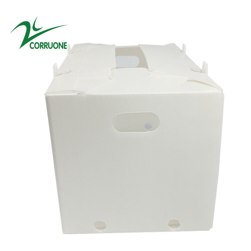 πτυσσόμενα ζαρωμένα πλαστικά κιβώτια Coroplast Correx χαρτοκιβωτίων 2mm11mm κοίλα